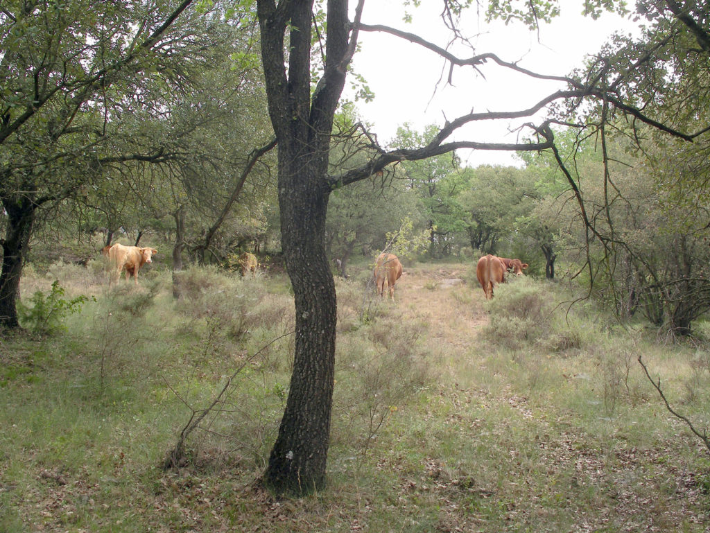 Sistemas Silvopastorales | Agroforadapt