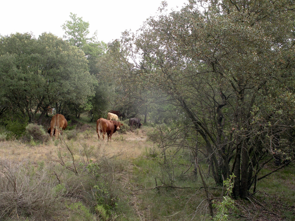 Sistemas Silvopastorales | Agroforadapt