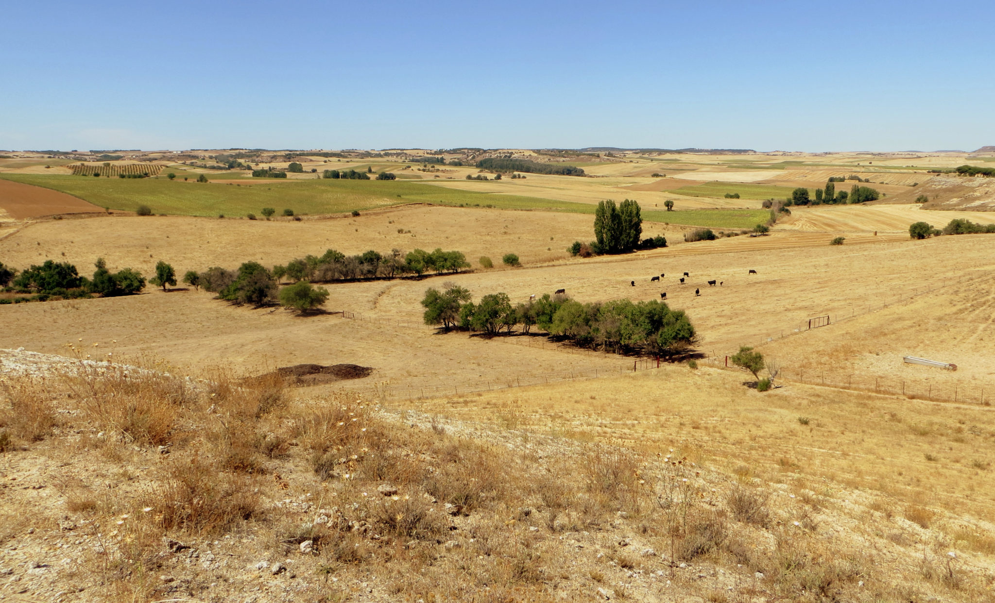 Silvopastoral systems | Agroforadapt