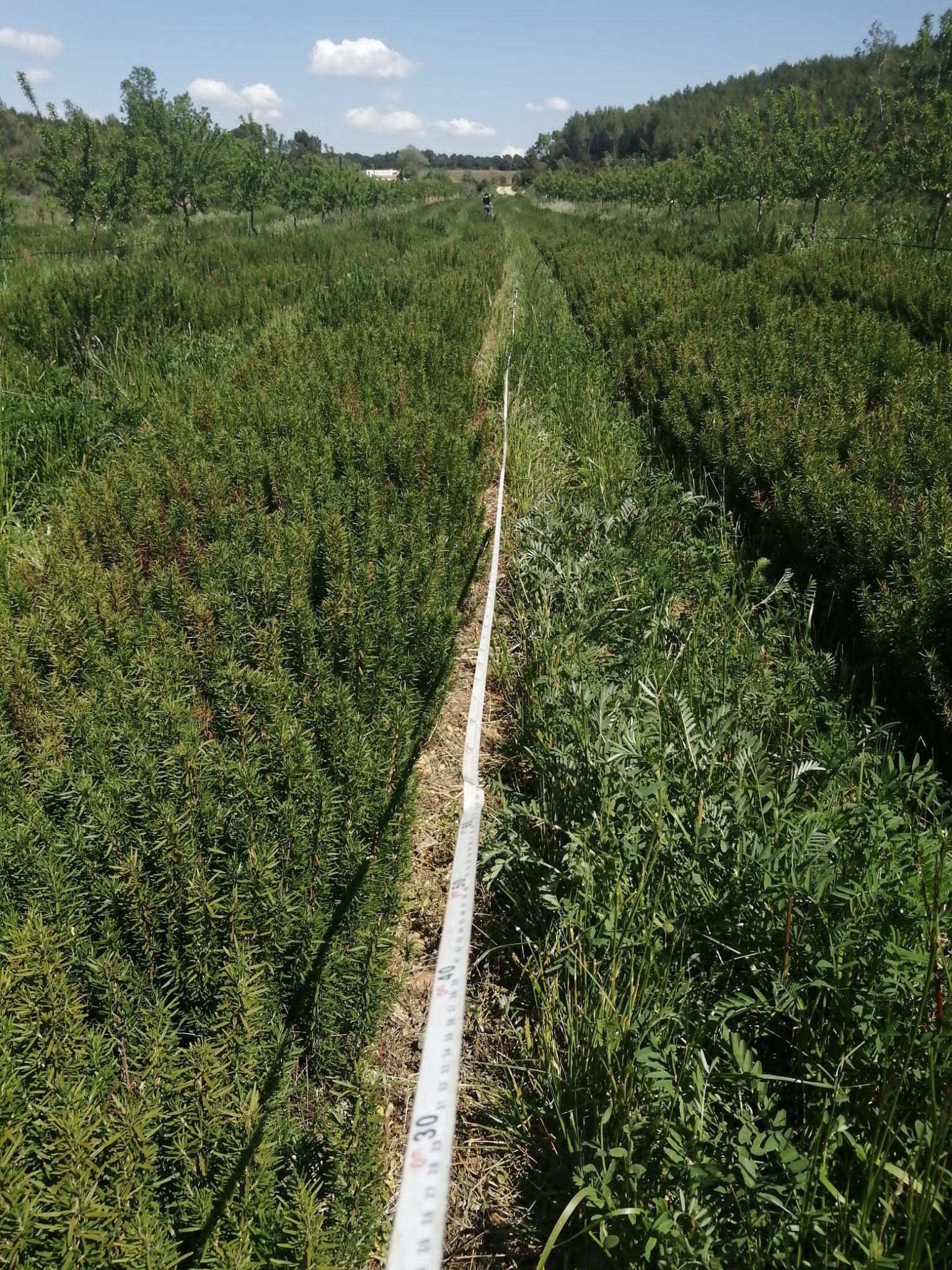 Monitoring Biodiversity On Agroforestry Plots - France | Agroforadapt