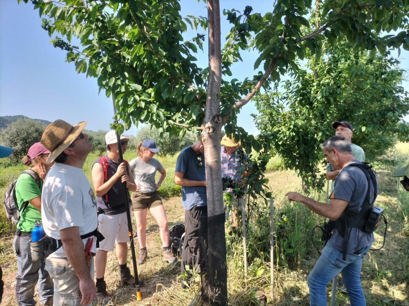 Pruning Day At The Domaine De Valensole - Alpes De Haute Provence ...